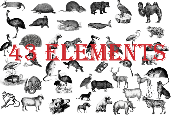 43 Black & White Animals: A Versatile Illustration Pack