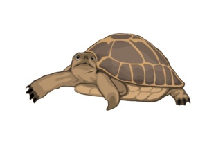 Bringing Nature to Your Canvas: The Allure of Turtle Illustrations
